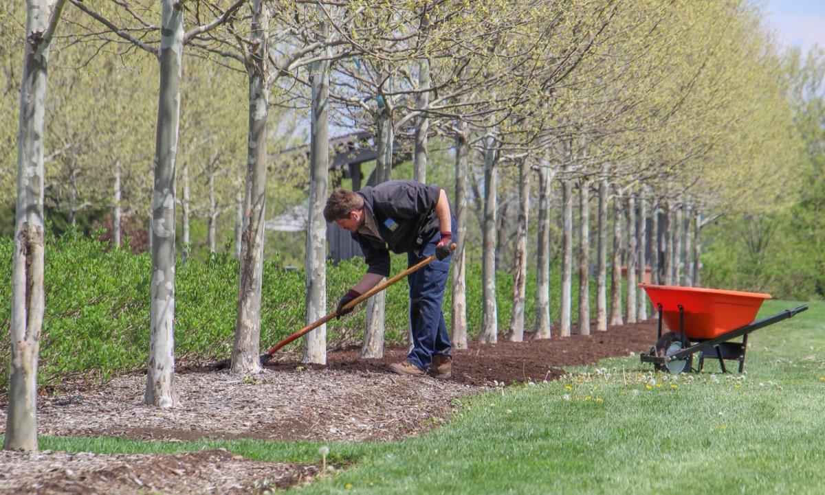 Fresh mulch being spread in a garden bed beside a wheelbarrow and shovel